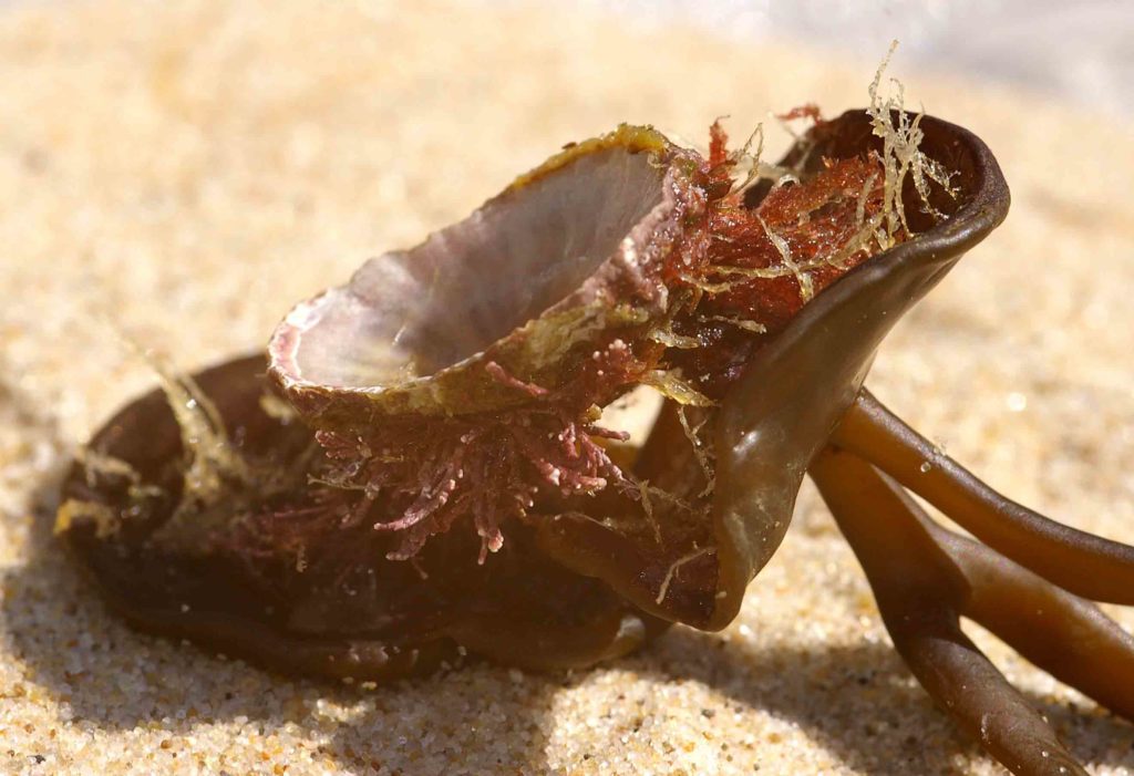 riemwier patella schaalhoren substraat Himanthalia elongata