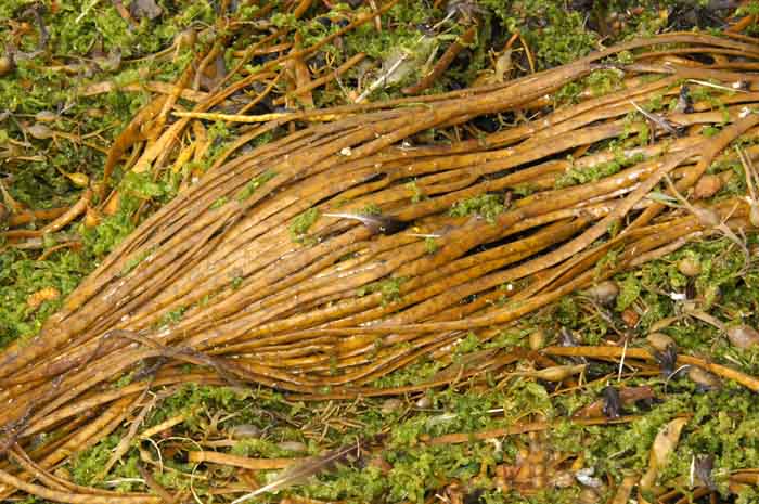 riemwier Himanthalia elongata