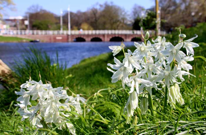 knikkende vogelmelk ornithogalum nutans Alkmaar