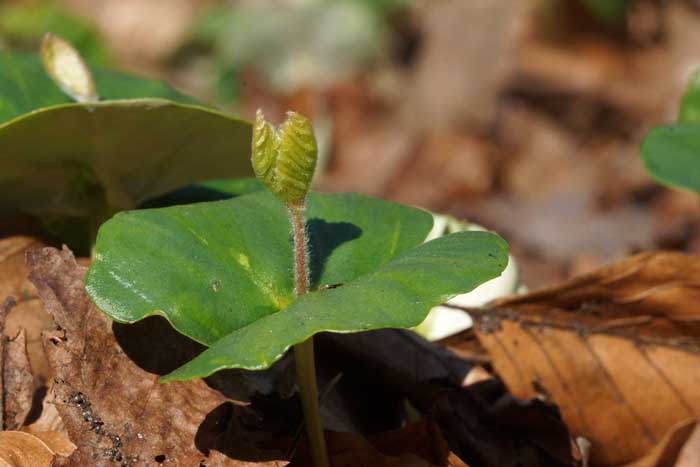 beuk, Fagus sylvatica mastjaar zaailing