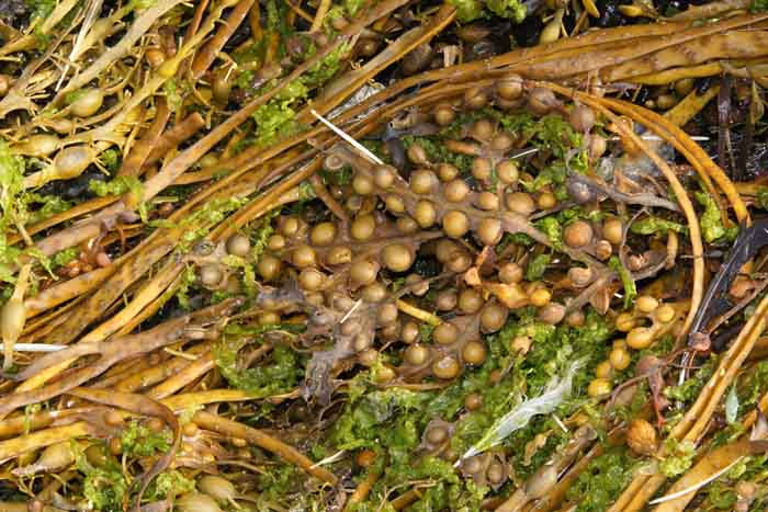 blaaswier Fucus vesticulosis aangespoelde wieren