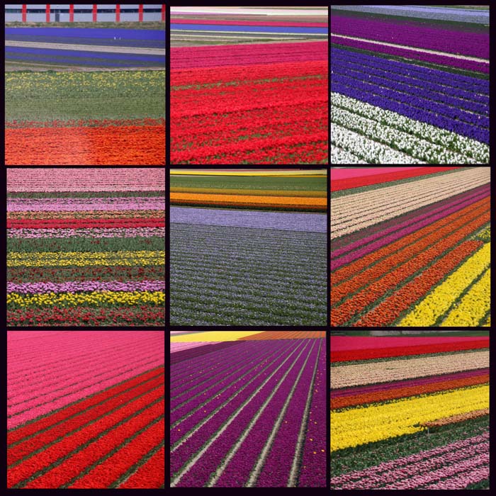 bloembollen bollenvelden kleur collage