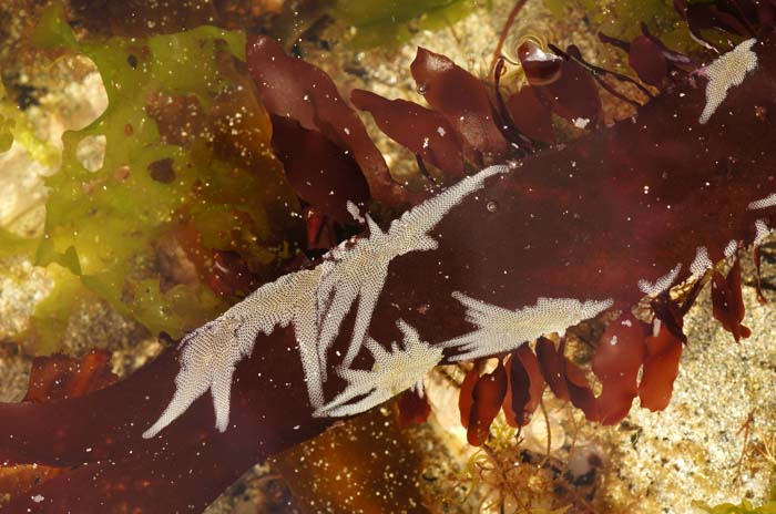 roodwier mosdiertjes Calliblepharia