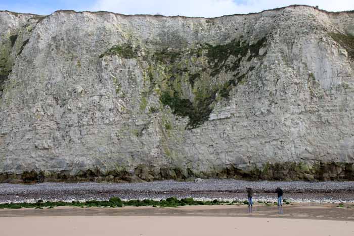 Cap Blanc Nez Picardie Frankrijk drieteenmeeuwen kolonie