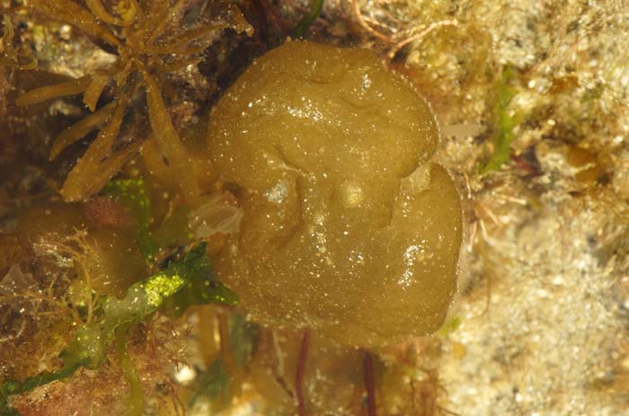 Colpomenia oesterdief