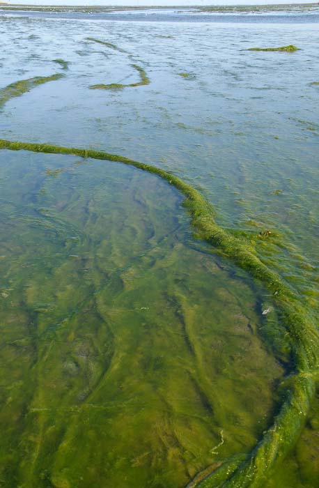 Darmwier Ulva intestinalis Mokbaai groenwier alg