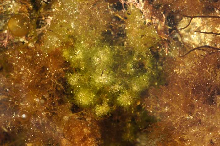 Derbesia marina rotspoel rock pool