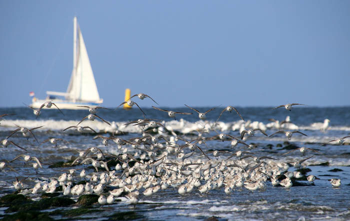 drieteenstrandloper strekdam Calidris alba