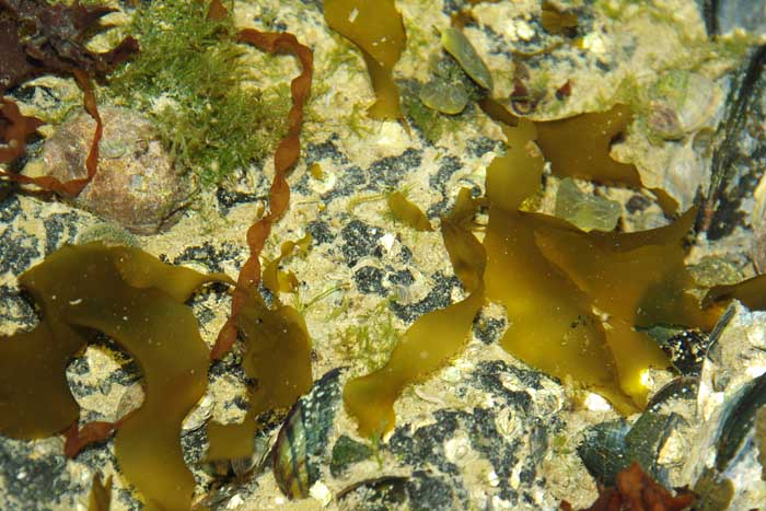 Dumontia Petalonia getijdenpoeltje