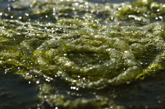 darmwier Ulva intestinalis