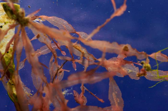 roodwier Hypoglossum woodwardii