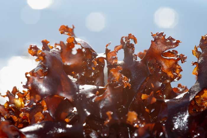 iers mos Chondrus crispus gebruik kleurstof