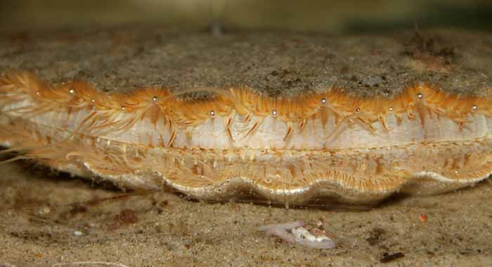 jacobsschelp Pecten maximus