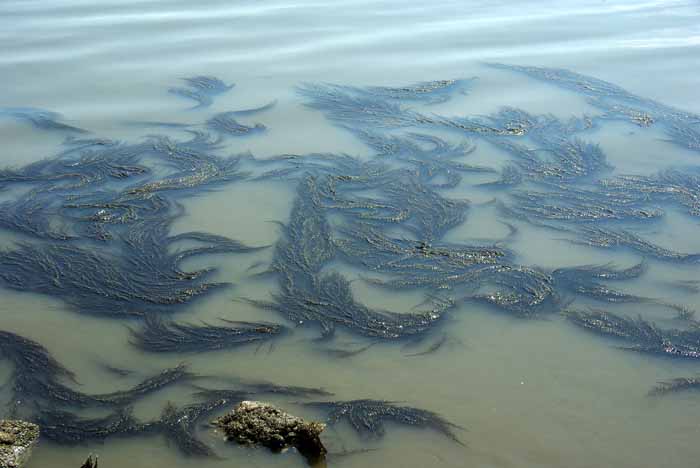 Japans bessenwier Sargassum muticum Texel