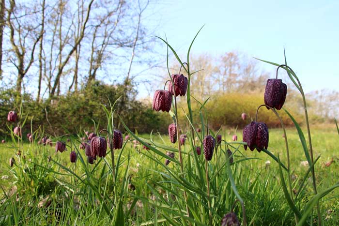 kievitsbloem Fritillaria meleagris