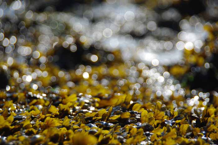 kleine zee eik Fucus spiralis