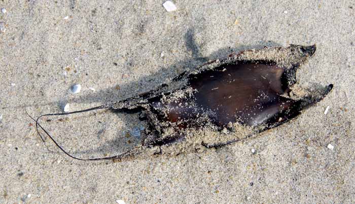 kleinoogrog eikapsel Raja micro ocellata