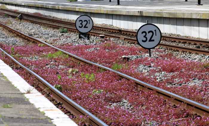 robertskruid Geranium robertsianum spoor trein rails
