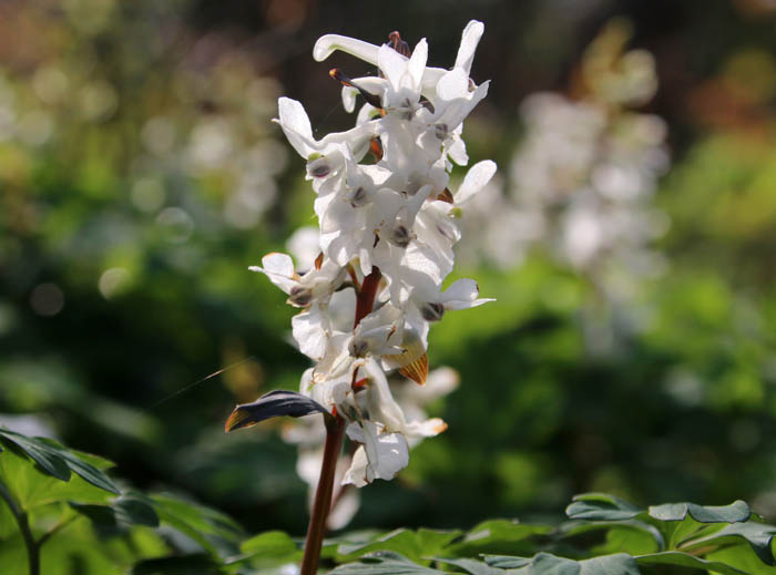 holwortel corydalis cava