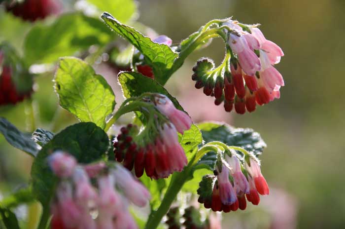 smeerwortel Symphytum officinale