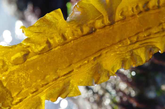 suikerwier Laminaria saccharina Texel