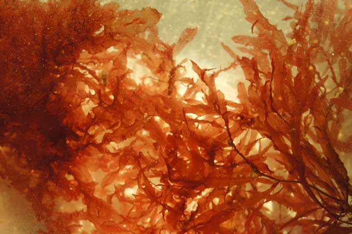 tongwier Hypoglossum hypoglossoides