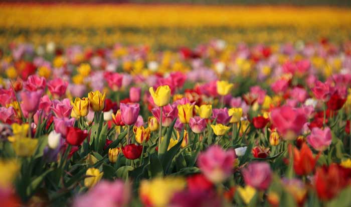 bollenveld Texel tulpen