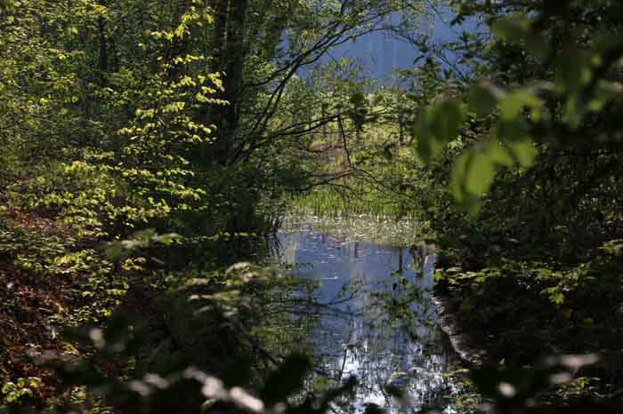 Leyensebos voorjaar Bilthoven