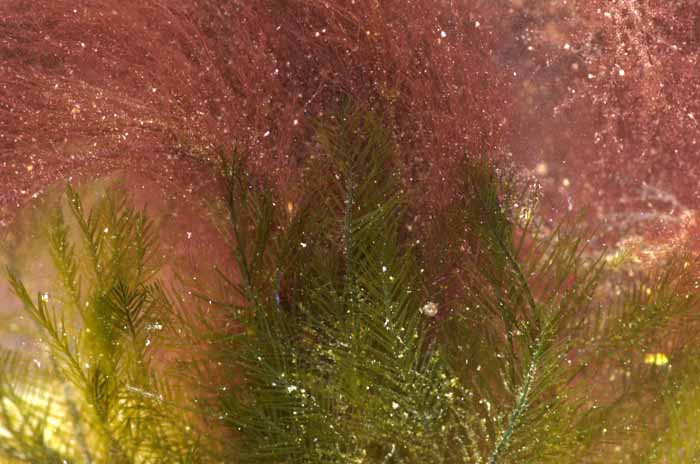 Vederwier-Bryopsis-plumosa Texel