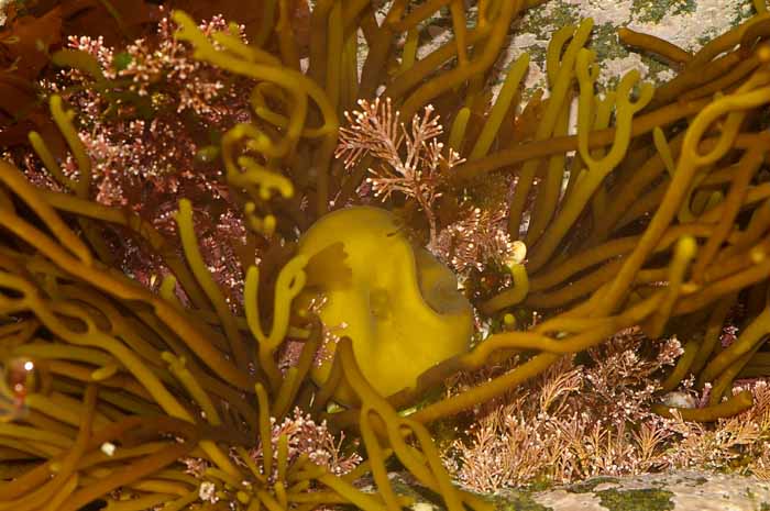 vorkwier Bifurcaria bifurcata , Corallina, Laethesia rotspoeltje
