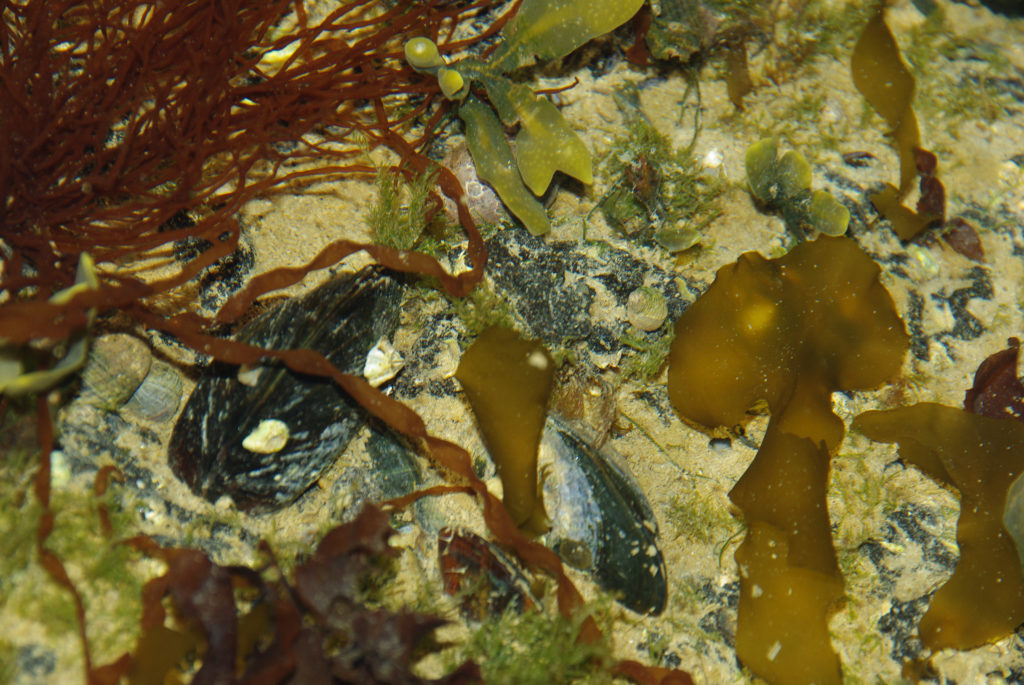 getijdenpoel dijk wieren