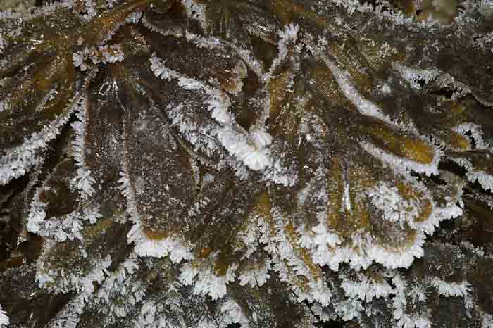 zee eik rijp winter Fucus spiralis