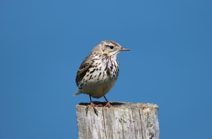 Oeverpiper-Anthus petrosus-Rock Pipit-Cornwall