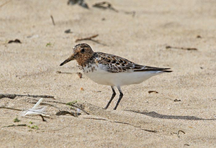 Drieteenstranloper, Calidris alba, Sanderling, broedkleed