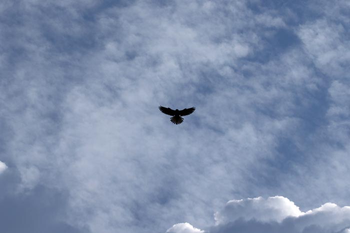 Torenvalk, Falco tinnunculus, Kestrel, biddend