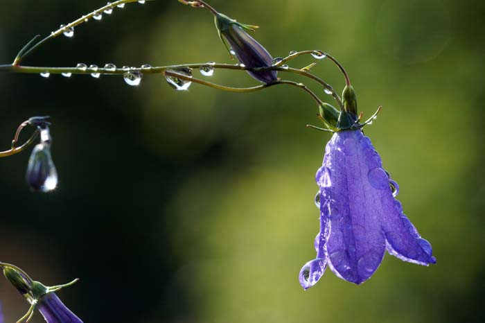 Grasklokje Campanula rotundifolia