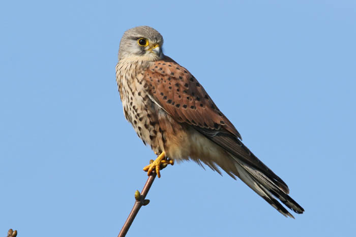Torenvalk, Falco tinnunculus, Kestrel