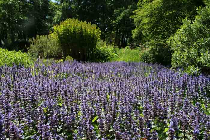 amstelveen heempark de Braak zenegroen