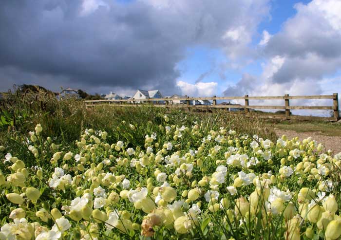 Silene maritima zeesilene Cornwall