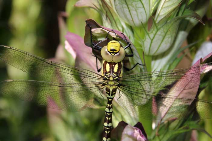 Blauwe glazenmaker Aeshna cyanea