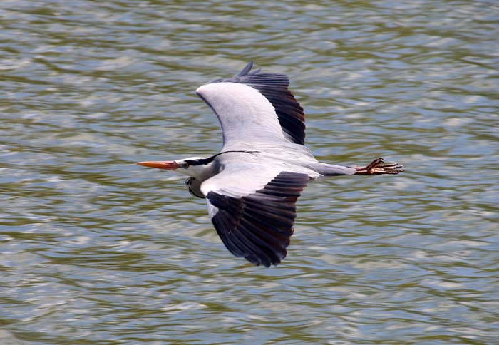 blauwe reiger Ardea cinerea