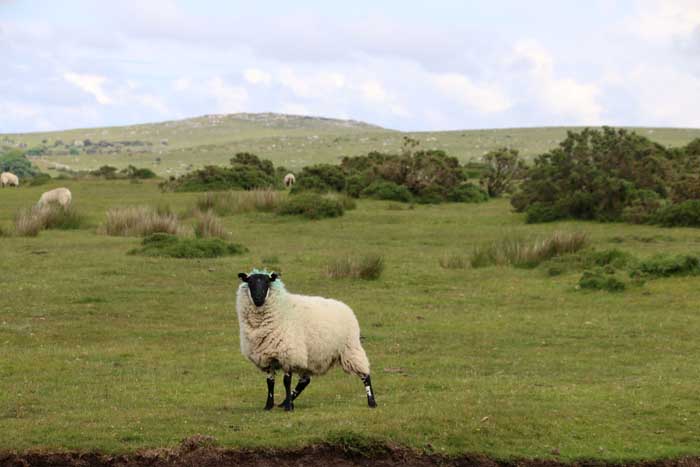 Cornwall Bodmin Moor schaap
