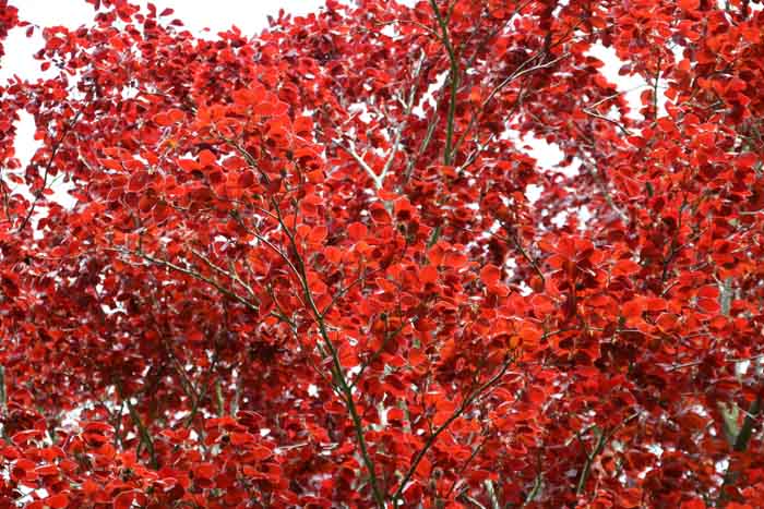 Bruine beuk, Fagus sylvatica