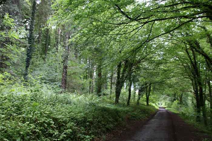 Engeland Cornwall Cardinham Woods Camel Trail
