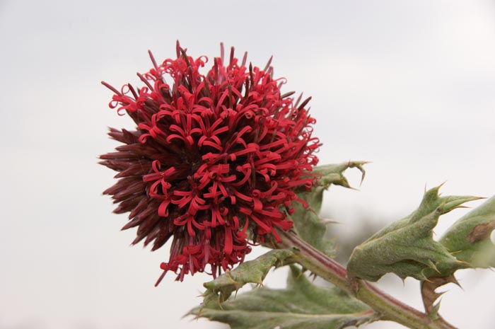 kogeldistel Echinops