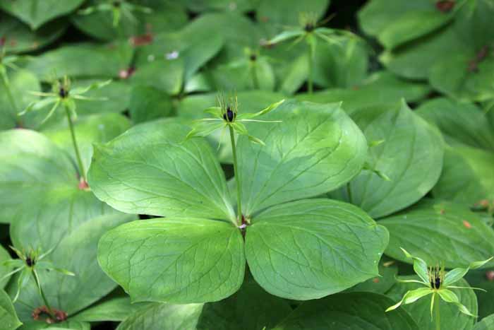 Eenbes, Paris quadrofolia