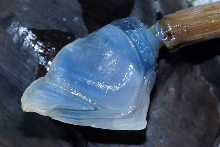 Geplooide eendenmossel Dosima fascicularis