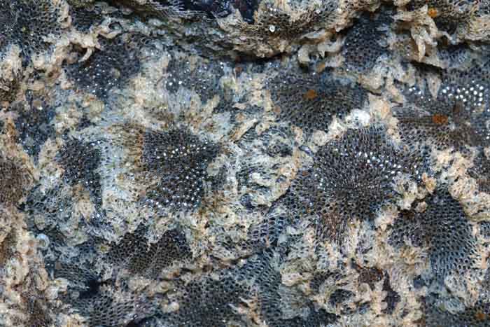 Electra pilosa mosdiertjes