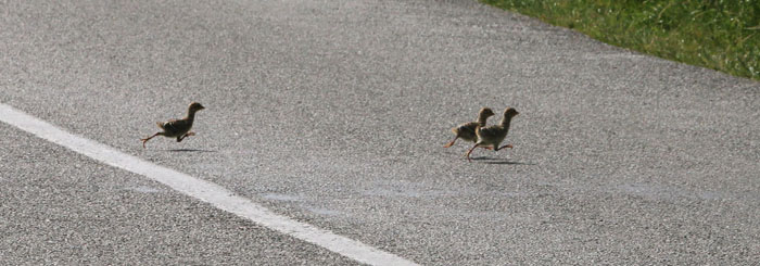 Fazant, Phasianus colchicus kuiken jongen oversteken