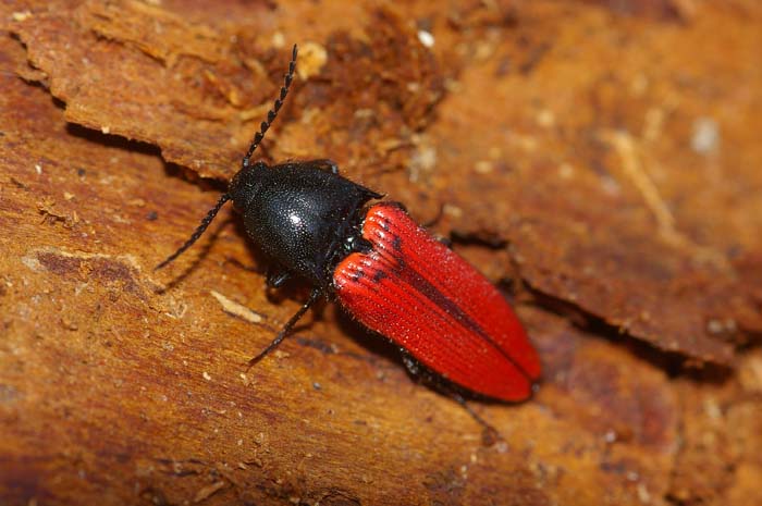 Kniptor Ampedus sanguineus